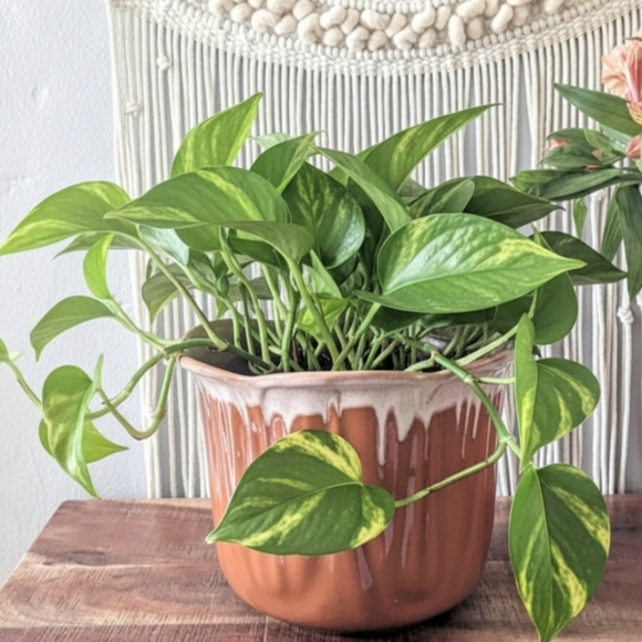 California Pottery Other - Vintage California Pottery T3 USA Drip Glaze Tulip Planter Earth Tones